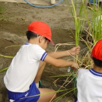 <p class="has-text-align-center" style="font-size:17px"><strong>
収穫感謝祭
</strong></p>